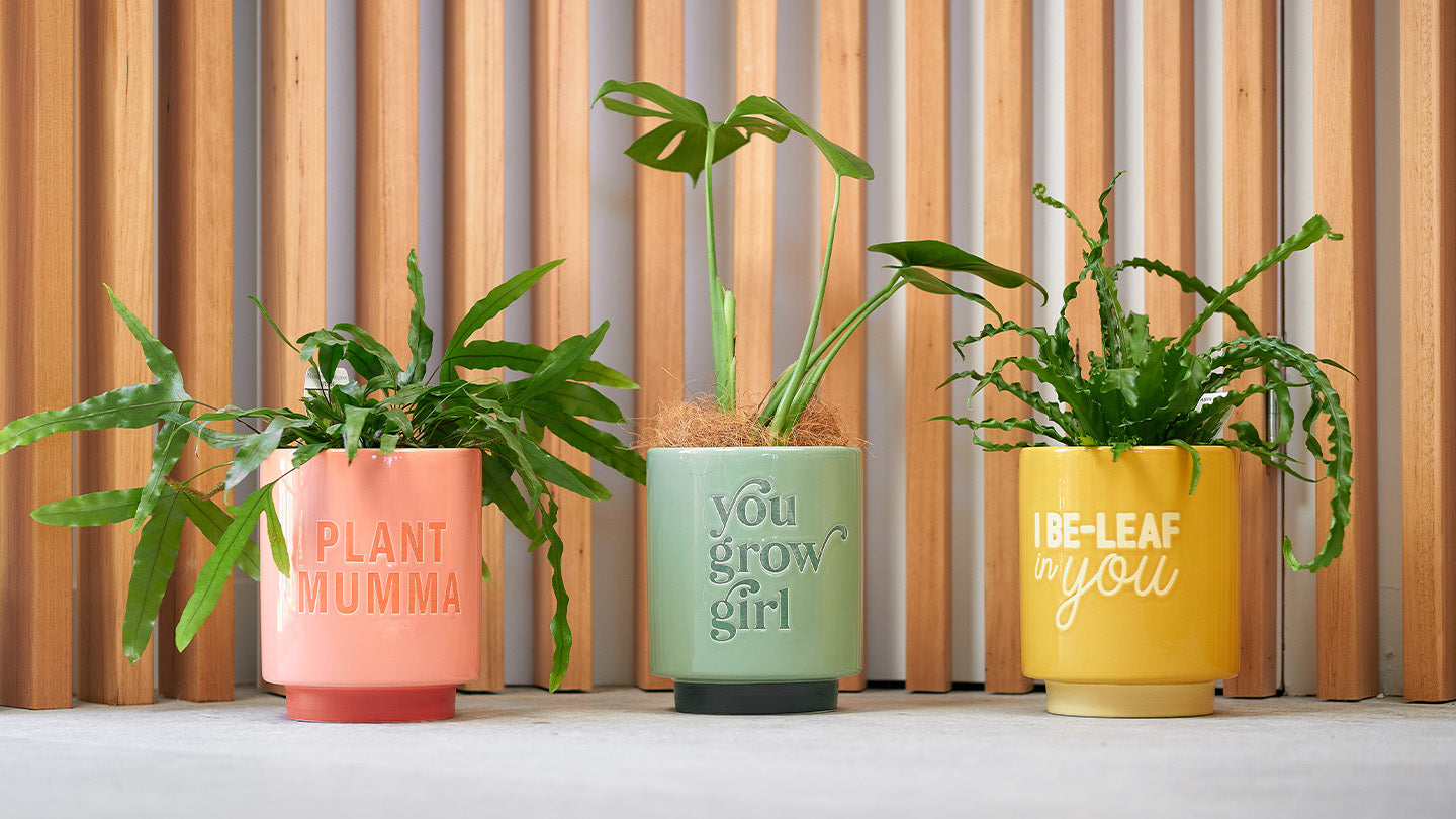 Indoor Planters & Gardening