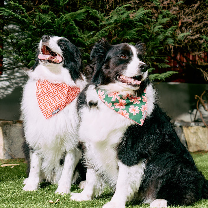 Hot Dog - Bandana - Cotton -  Brickworks