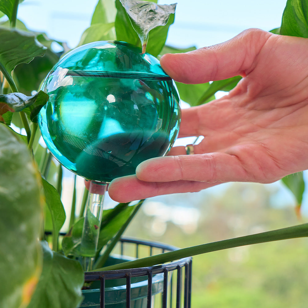 Hand holding a green spherical water reservoir against a plant background
