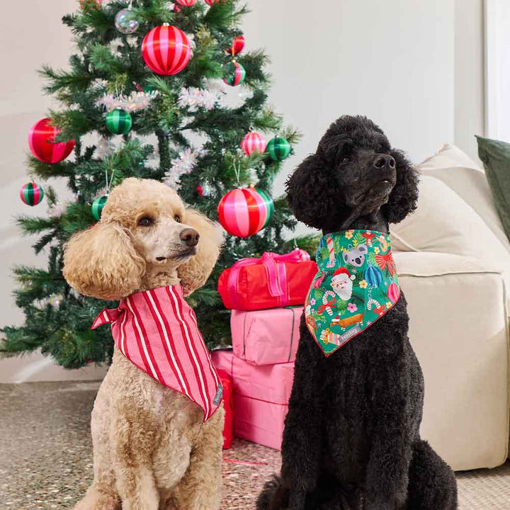 Two dogs wearing bandanas in front of a Christmas tree with presents.
