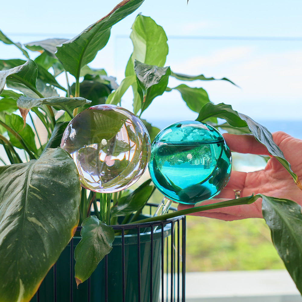 Two glass water globes staked into pot plant