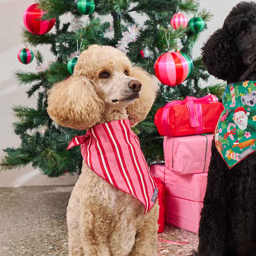 Two dogs wearing festive bandanas in front of a Christmas tree with presents.