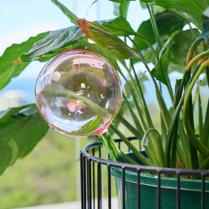 Clear glass watering globe with water droplets in front of a green plant
