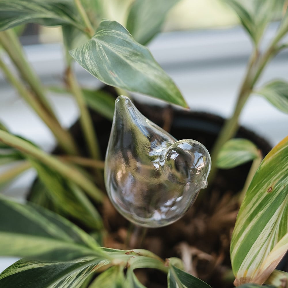 Plant Water Bubble - Top Fill