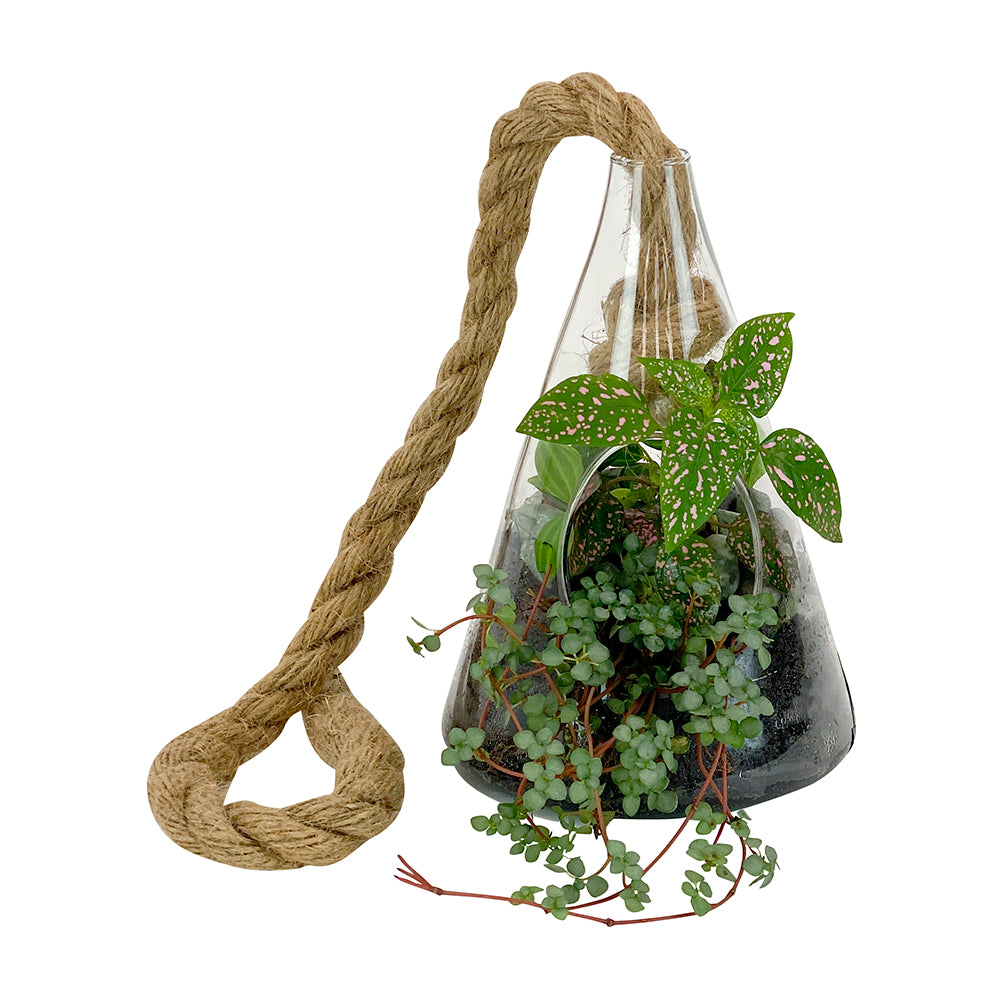 thrive medium hanging terrarium plant Hanging Terrarium - Cone