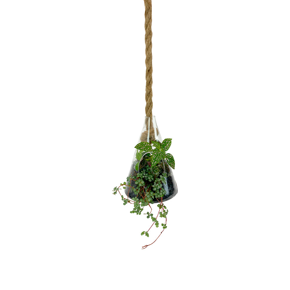 Hanging Terrarium - Cone - Small