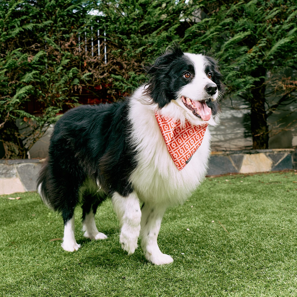 Hot dog bandana shop