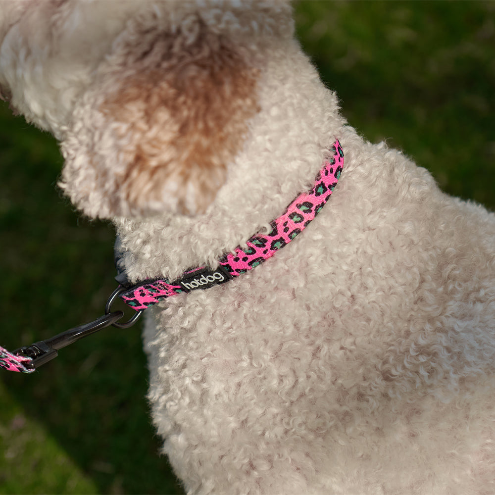 Hotdog dog collar top