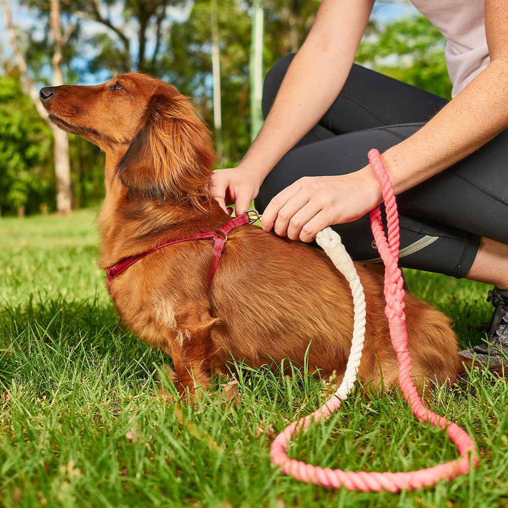 Hot dog leash store