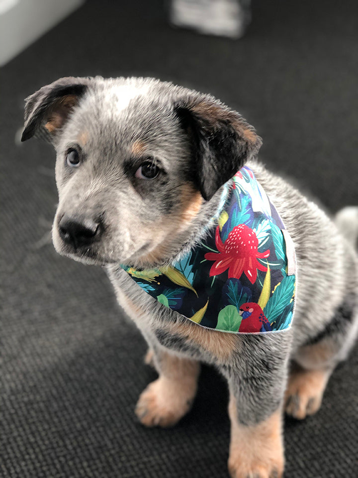 Hot dog sale bandana