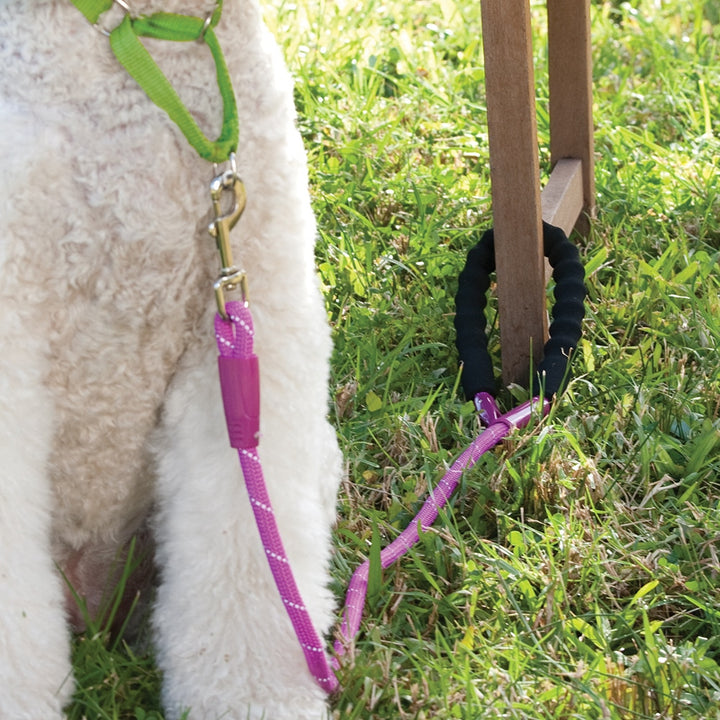 snap and stay leash - fuschia