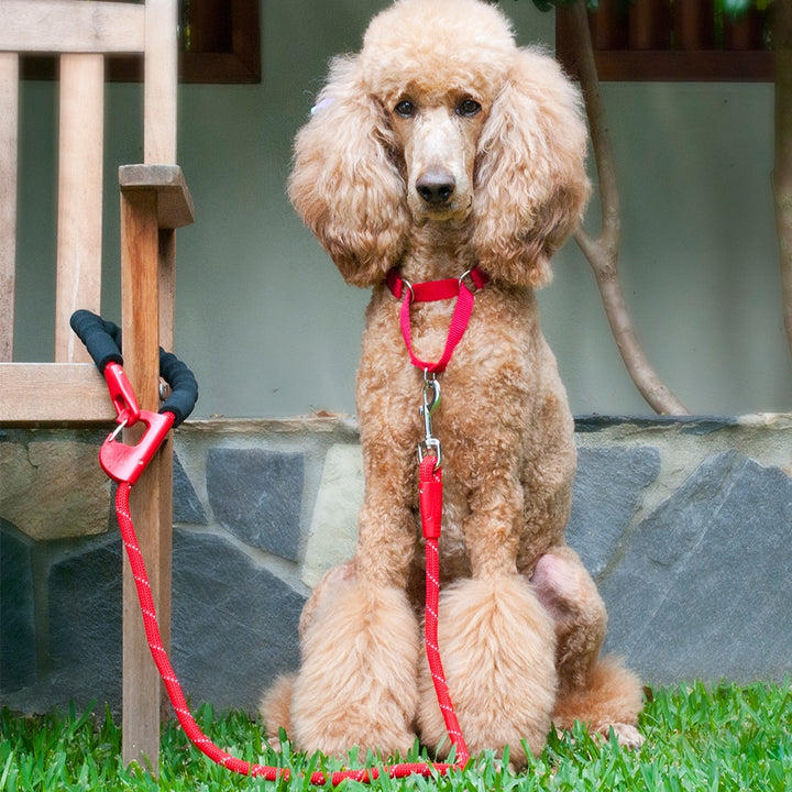 snap and stay leash - red